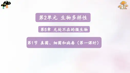 第一节真菌、细菌和病毒第一课时课件2024-2025学年苏教版生物七年级上册