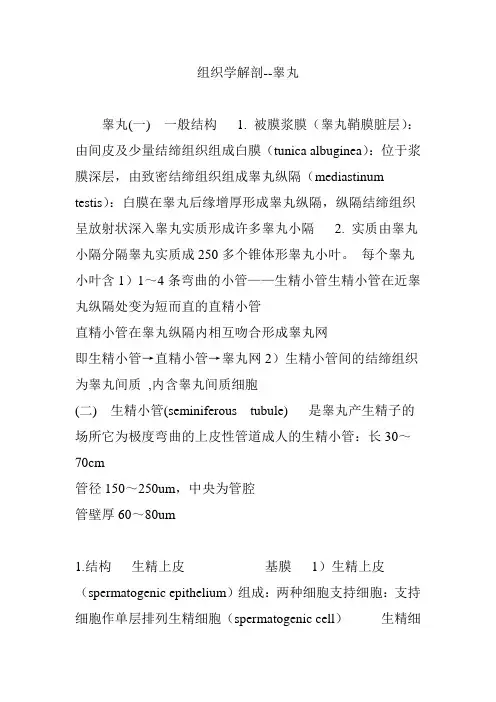 组织学解剖--睾丸