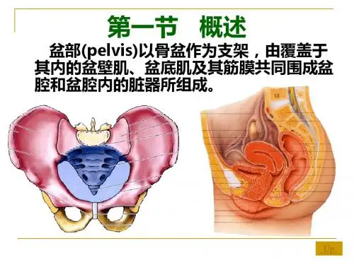 盆部会阴(王)