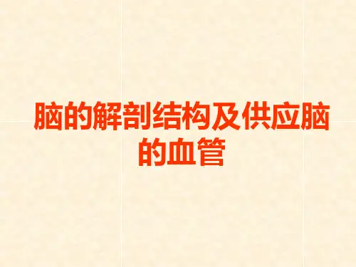 _脑的解剖结构及供应脑的血管_