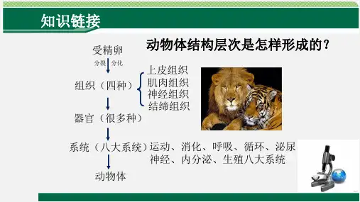 人教版七年级生物上册第2单元第2章第3节植物体的结构层次 课件