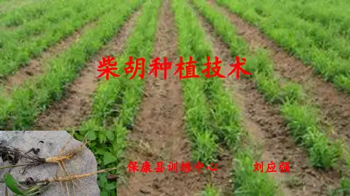柴胡种植技术
