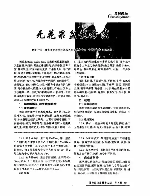 无花果盆栽方法