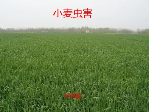 《小麦虫害防治》PPT课件