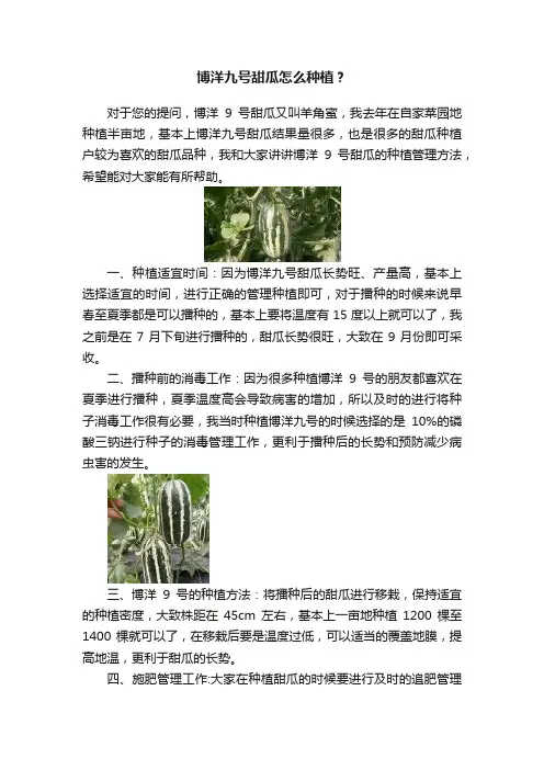 博洋九号甜瓜怎么种植？