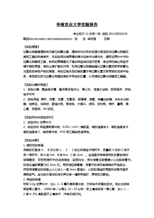 植物过氧化物酶同工酶组丙烯酰胺凝胶圆盆电泳