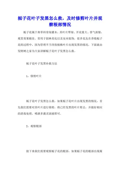 栀子花叶子发黑怎么救,及时修剪叶片并观察根部情况