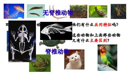 人教版八年级上册生物课件  第五单元第一章第四节 鱼   22张PPT