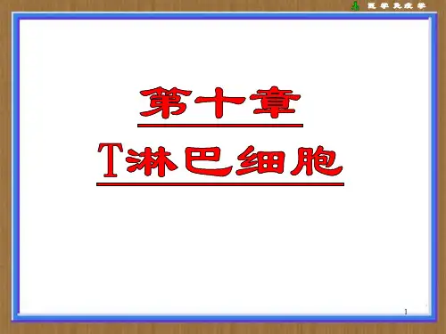 T淋巴细胞PPT课件