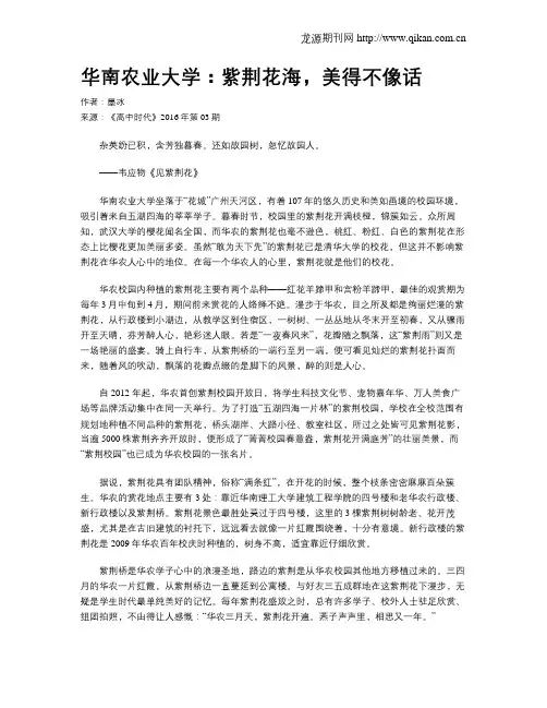 华南农业大学：紫荆花海,美得不像话