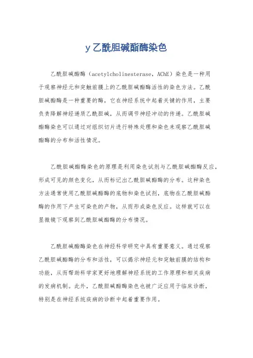 y乙酰胆碱酯酶染色