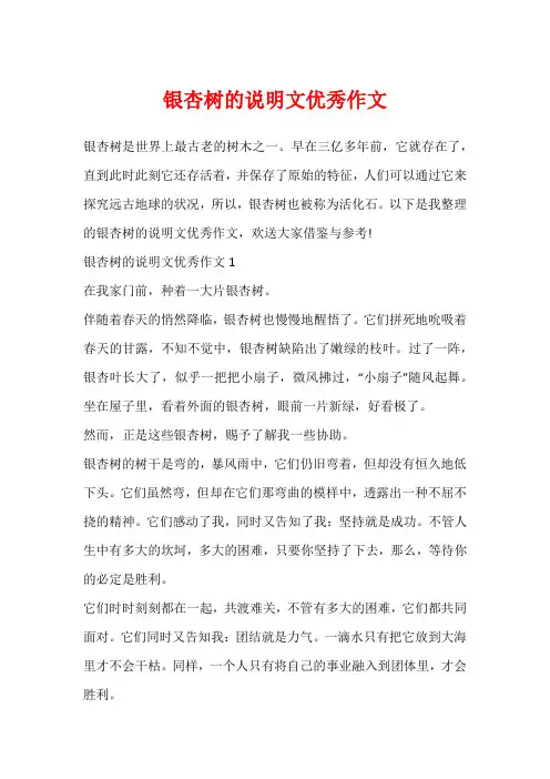 银杏树的说明文优秀作文