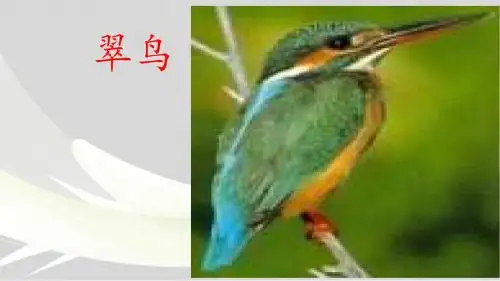 人教版三年级下册语文《翠鸟》ppt