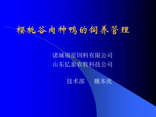 樱桃谷肉种鸭的饲养管理解读