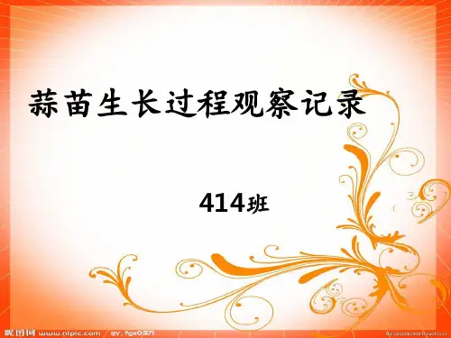 蒜苗生长过程观察记录 ppt课件
