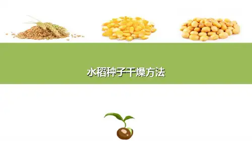 水稻种子生产基本技术—种子收获与干燥技术
