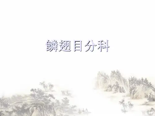 鳞翅目分科PPT