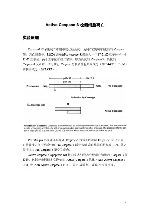 流式细胞仪检测细胞凋亡操作流程 - Active Caspase-3 检测细胞凋亡