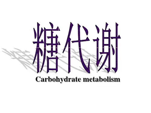 糖代谢PPT课件