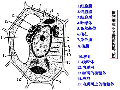 动植物细胞结构课件ppt