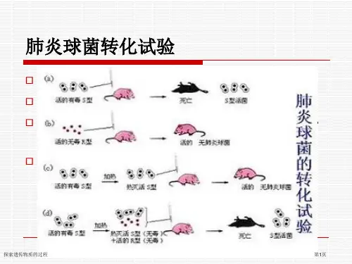 探索遗传物质的过程