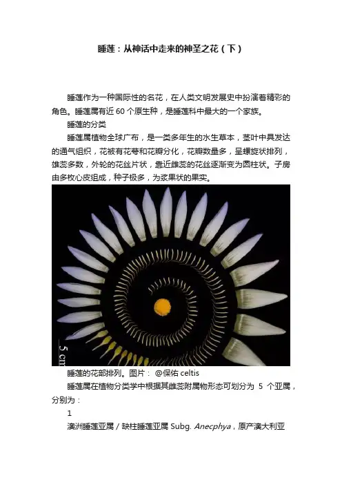 睡莲：从神话中走来的神圣之花（下）