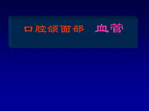 颌面部解剖-血管淋巴