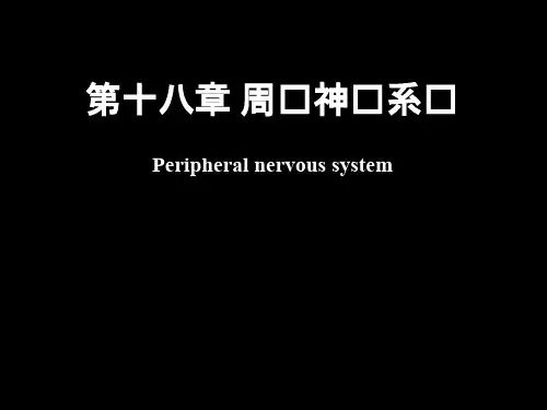 脊神经解剖图 (1)0234