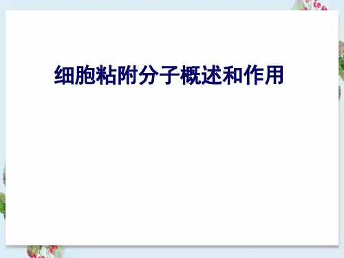 细胞粘附分子概述和作用