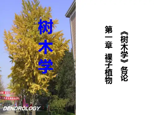 树木学31(各论第一章)裸子植物(银杏科和苏铁科)