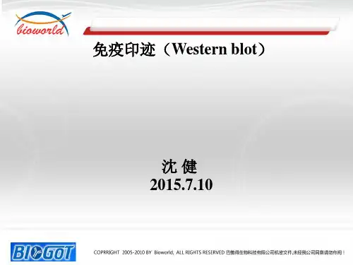 WB实验简介PPT课件