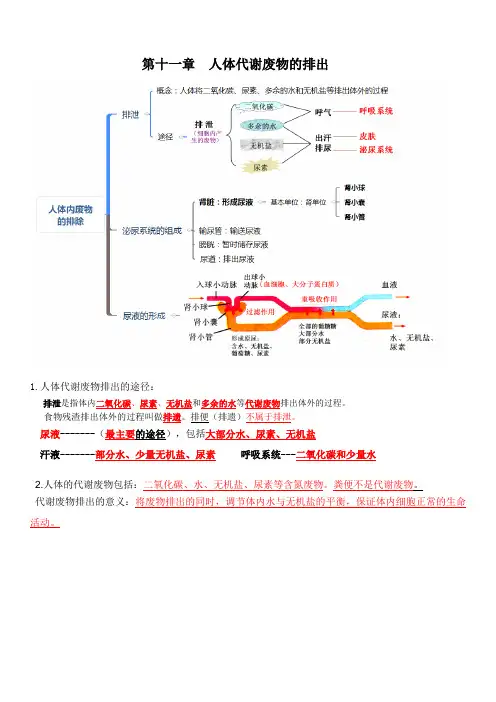 北师大版七年级生物下册第4单元第11章人体代谢废物的排出  复习提纲