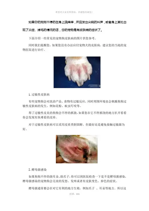 狗常见皮肤病