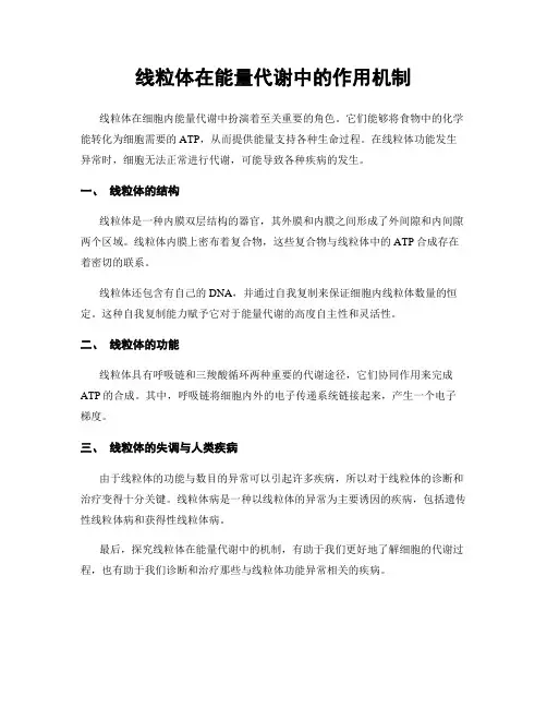 线粒体在能量代谢中的作用机制