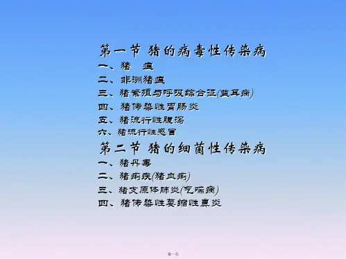 猪瘟病毒课件
