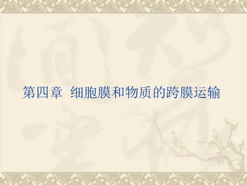 细胞生物学课程第4章细胞膜和物质的跨膜运输(医学院) 厦门大学