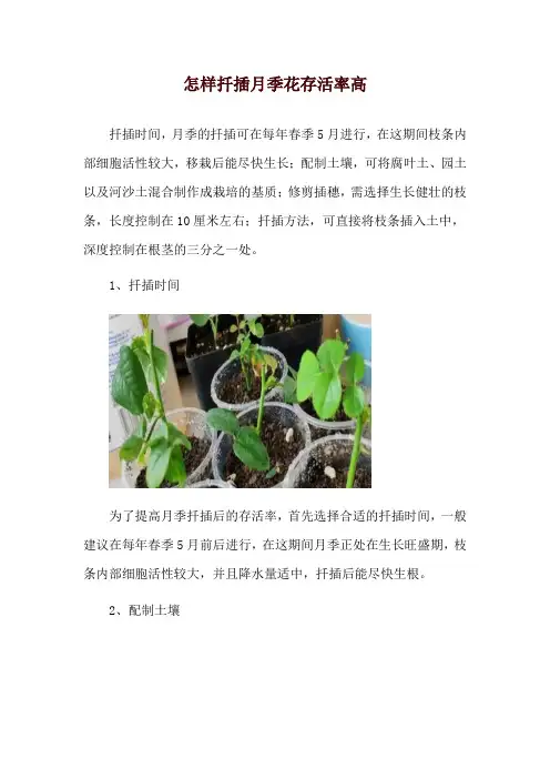 怎样扦插月季花存活率高
