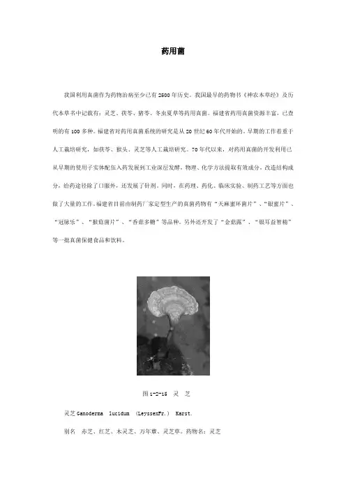药用菌