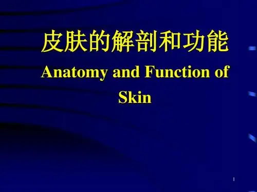 皮肤的解剖和功能ppt课件