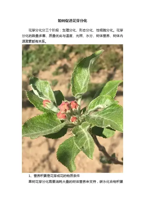 如何促进花芽分化
