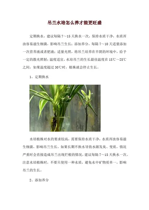吊兰水培怎么养才能更旺盛