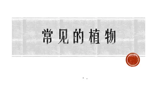 《常见的植物》PPT课件