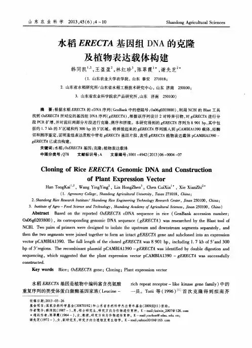 水稻ERECTA基因组DNA的克隆及植物表达载体构建