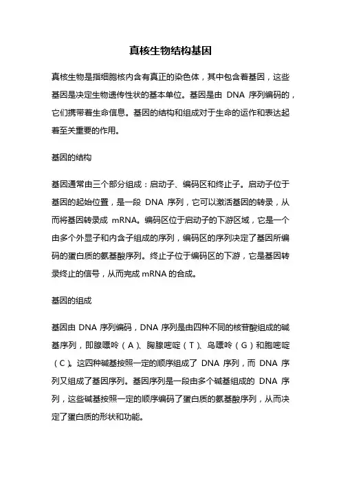 真核生物结构基因
