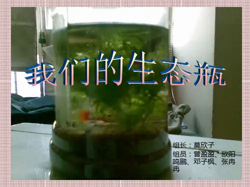 生物生态瓶制作展示ppt