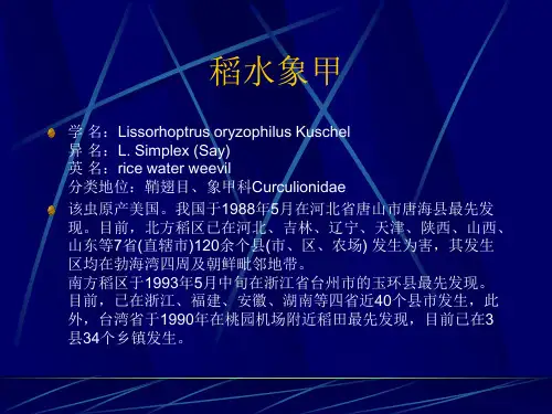 稻水象甲