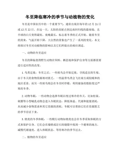 冬至降临寒冷的季节与动植物的变化