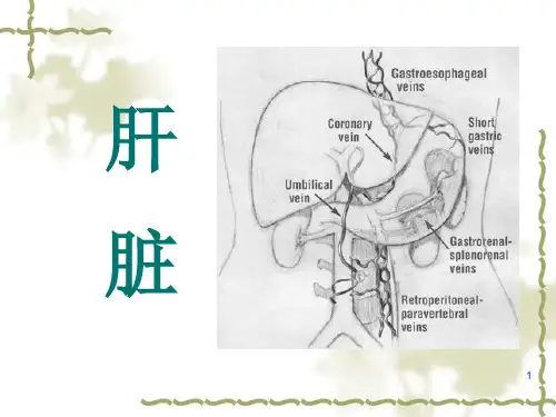 肝胆诊断ppt课件