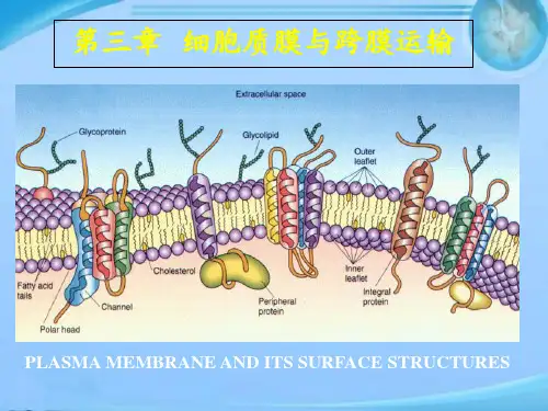 细胞生物学--细胞膜与跨膜运输  ppt课件