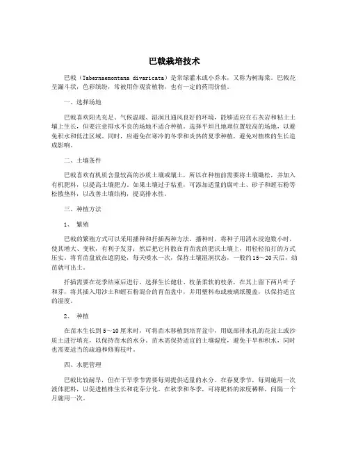 巴戟栽培技术